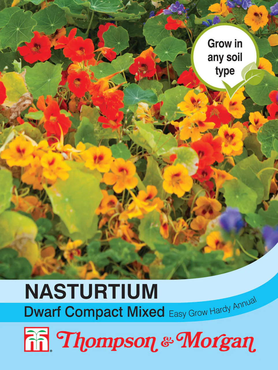 Nasturtium Dwarf Compact Mix