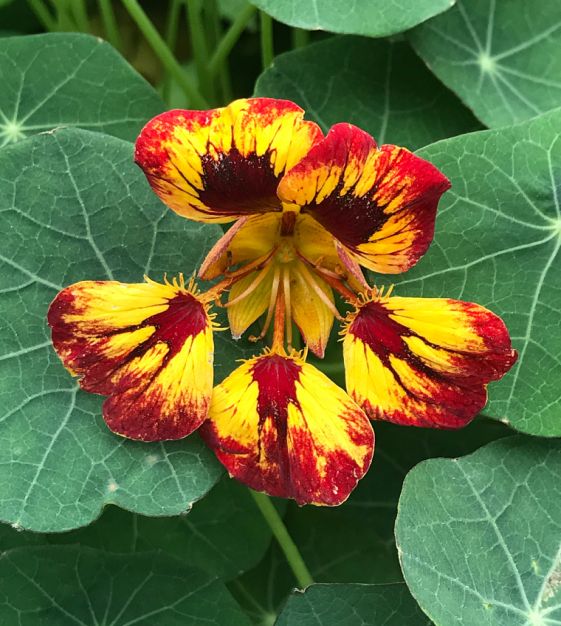 Nasturtium Orchid Flame