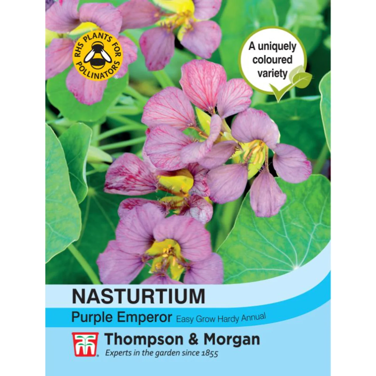 Nasturtium Purple Emperor
