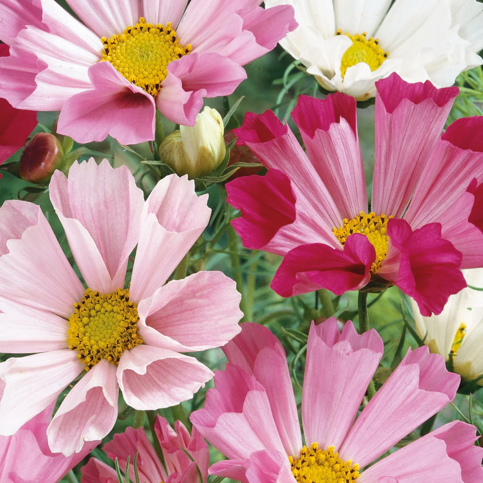 Natures Haven Cosmos Sea Shells Rose - Image 2