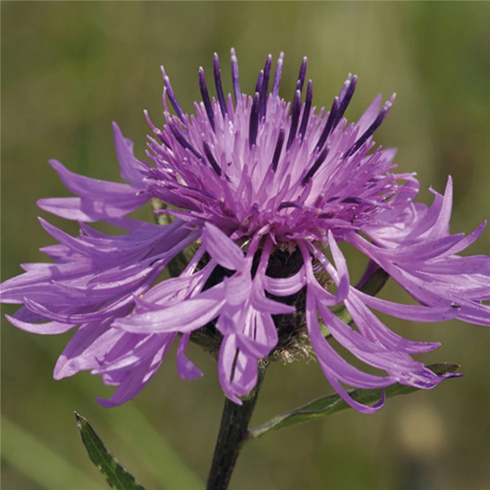 Natures Haven Great Knapweed - Image 3