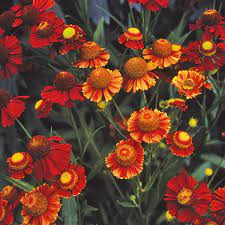 Natures Haven Helenium Helena Red Shades - Image 2