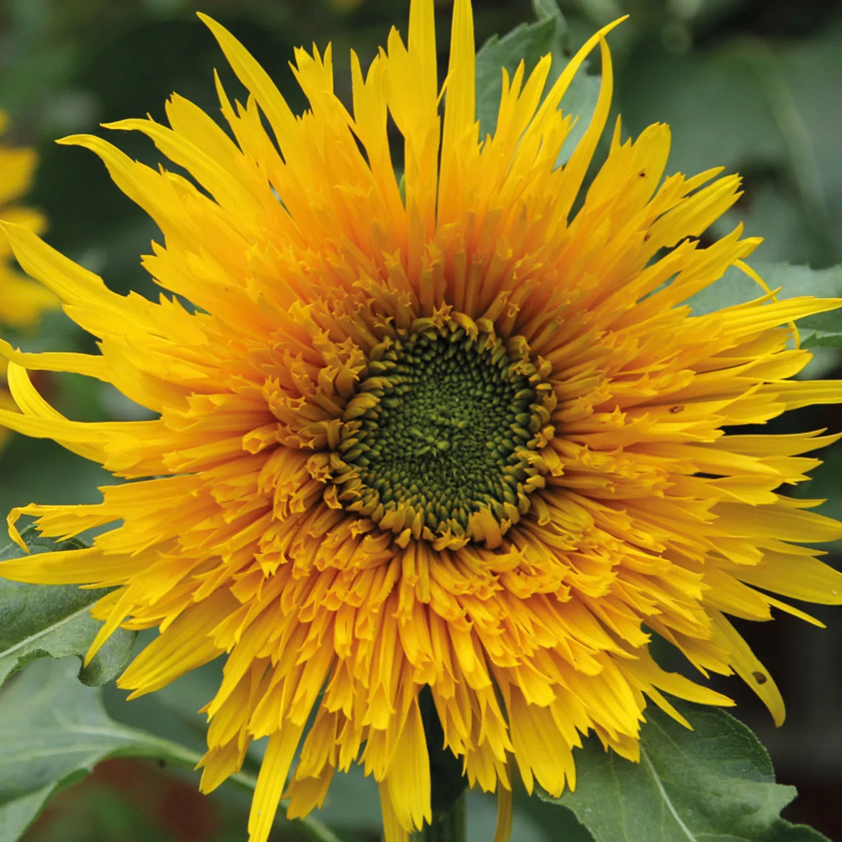 Natures Haven Sunflower Star Gold - Image 2