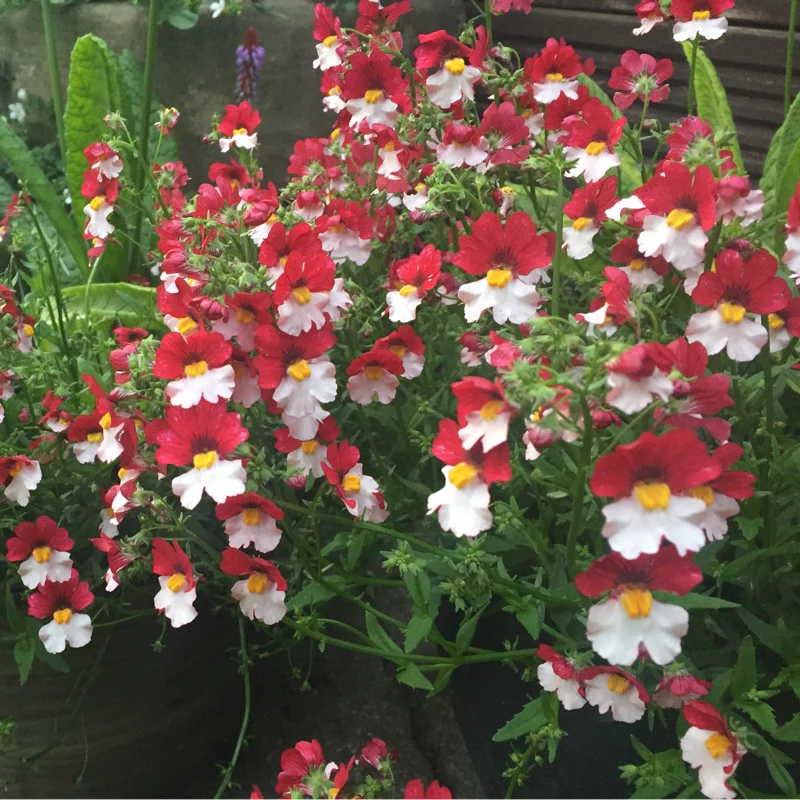 Nemesia 'Cherry on Ice' 2 Litre