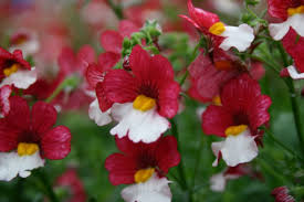 Nemesia 'Cherry on Ice' 2 Litre - Image 2