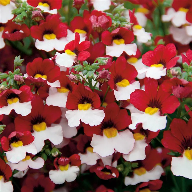 Nemesia 'Cherry on Ice' 2 Litre - Image 3