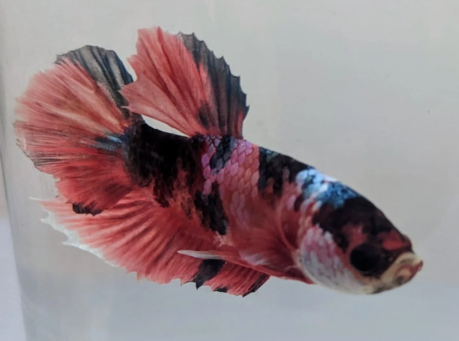 Nemo Candy Male Fighter XL