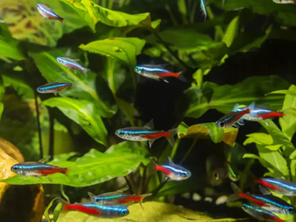 Neon Tetra (M) - Image 2