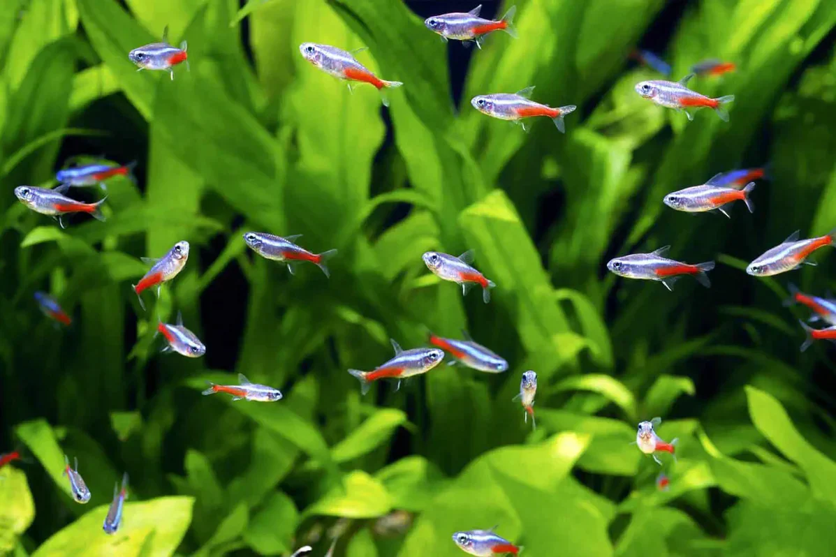 Neon Tetra (M) - Image 3