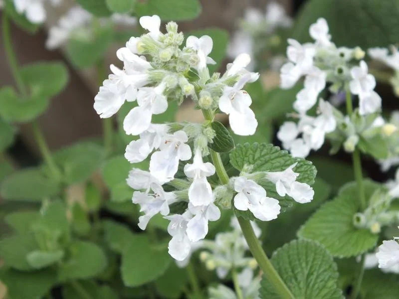 Nepeta racemosa 'Snowflake' 2 Litre - Image 2