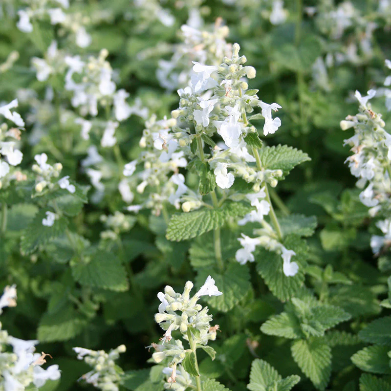 Nepeta racemosa 'Snowflake' 2 Litre - Image 3