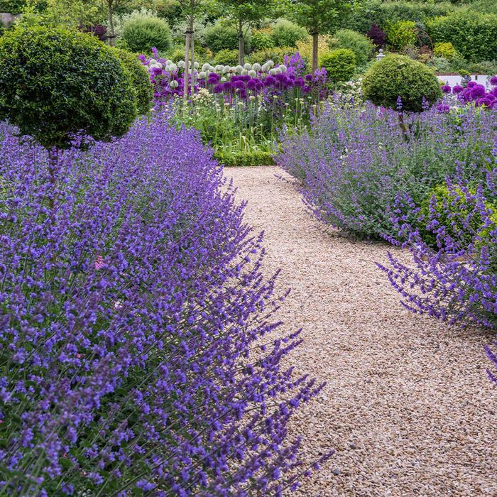 Nepeta Six HillS Giant | Catmint 2 LItre