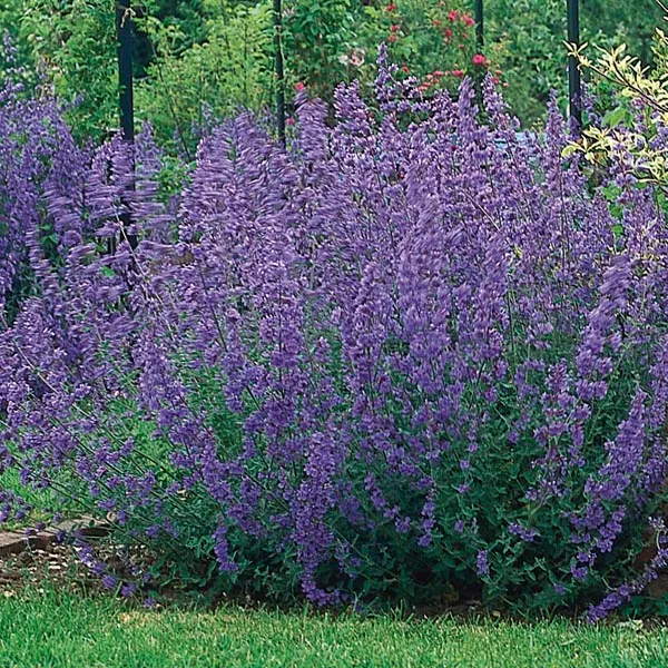 Nepeta Six HillS Giant | Catmint 2 LItre - Image 2
