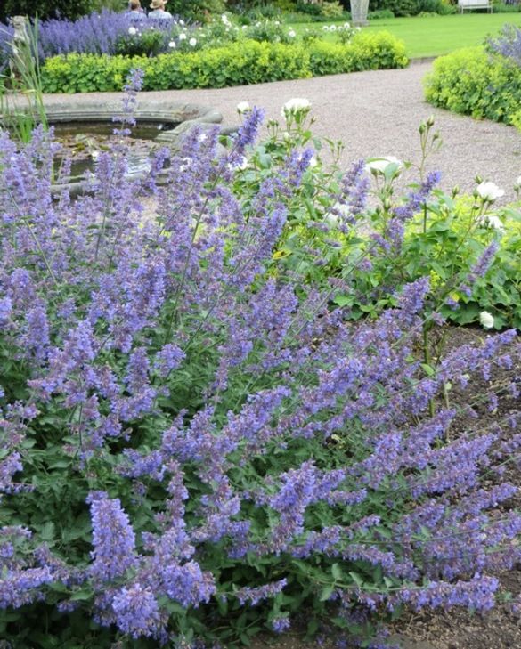Nepeta Six HillS Giant | Catmint 2 LItre - Image 3