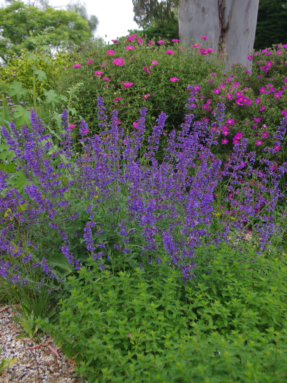 Nepeta Six HillS Giant | Catmint 2 LItre - Image 4