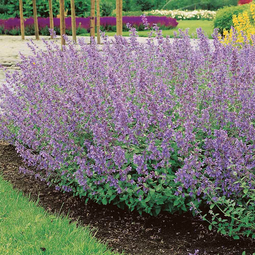 Nepeta Six HillS Giant | Catmint 2 LItre - Image 5