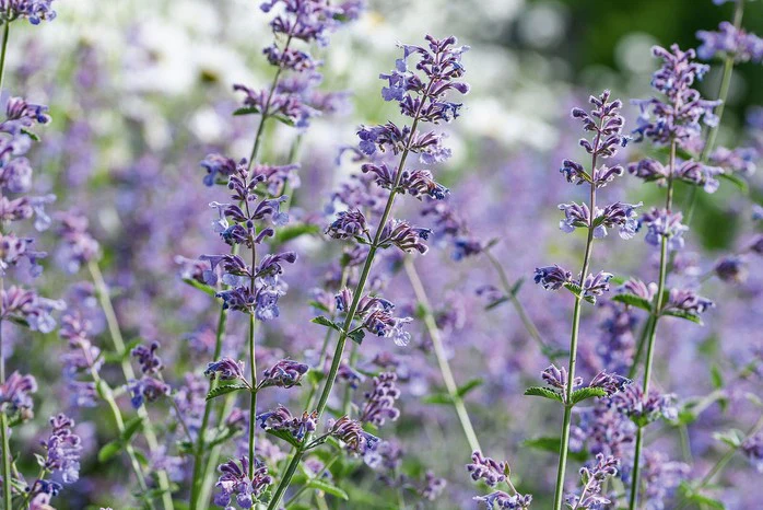 Nepeta Walkers Low 2 Litre - Image 2