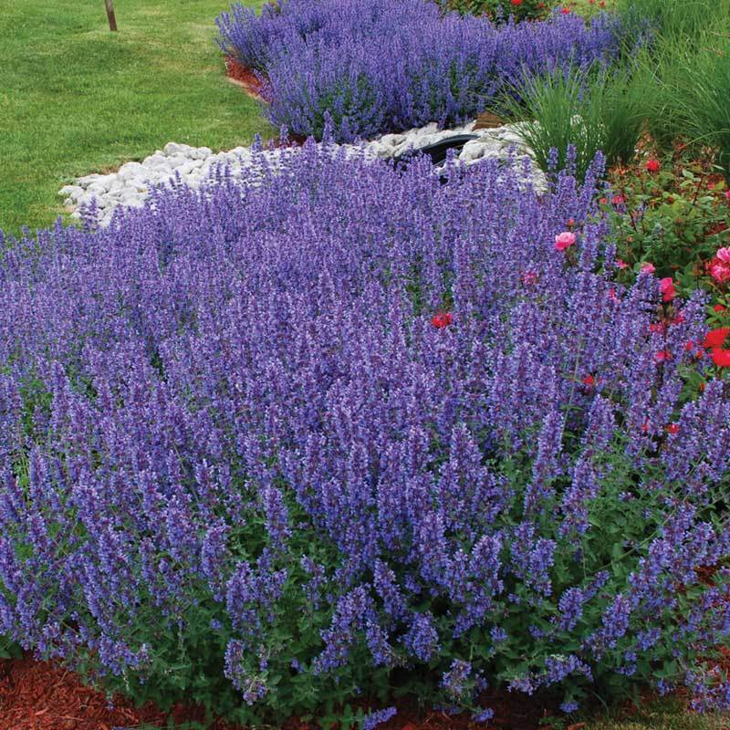 Nepeta Walkers Low 2 Litre - Image 3