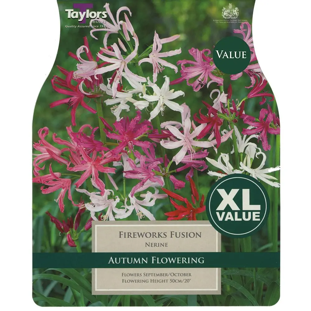 Nerine Fireworks and Fusion