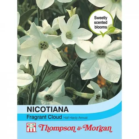 Nicotiana Fragrant Cloud