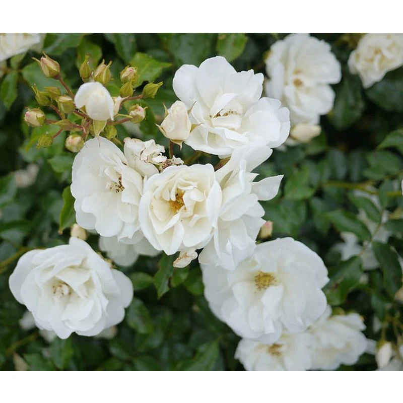 Noaschnee Ground Cover Rose 3 Litre - Image 2