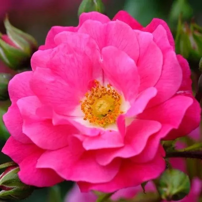 Noatraum Ground Cover Rose 3 Litre - Image 2