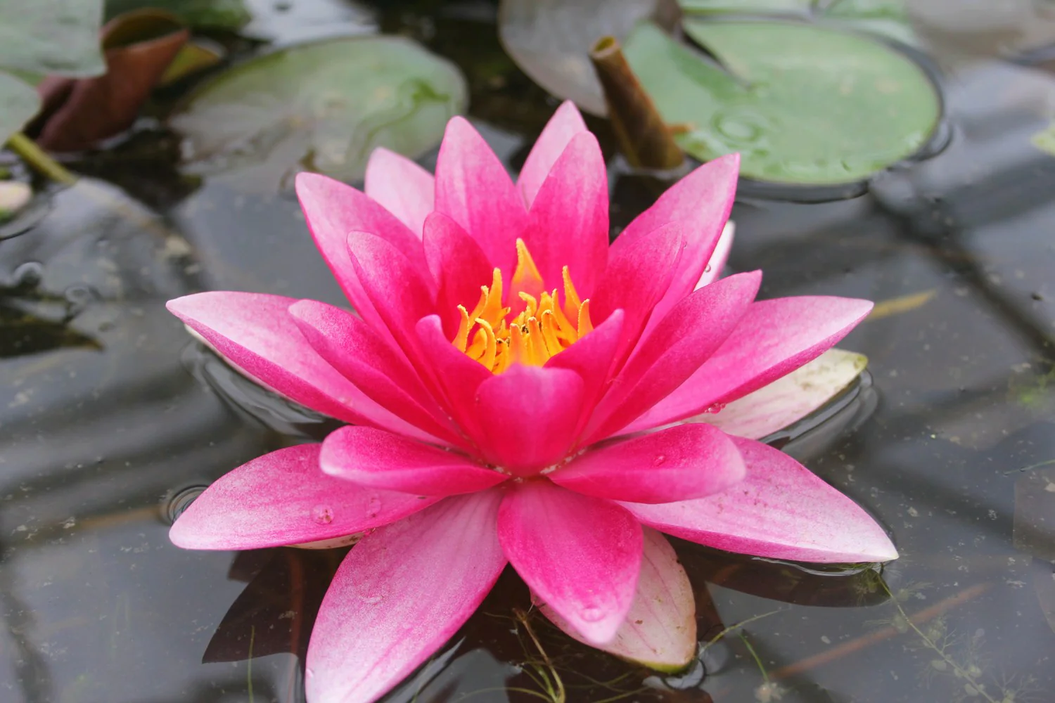 Nymphaea 'Attraction' Water Lily - Image 2