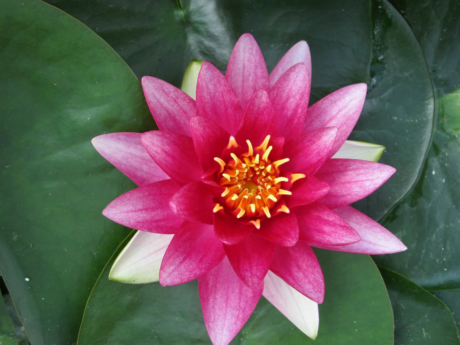 Nymphaea 'Attraction' Water Lily - Image 3