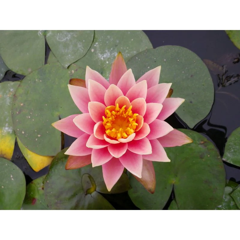 Nymphaea Aurora Water Lily P11 - Image 2