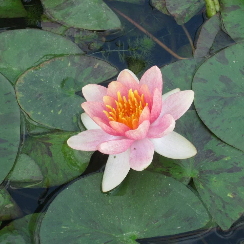 Nymphaea Aurora Water Lily P11 - Image 3