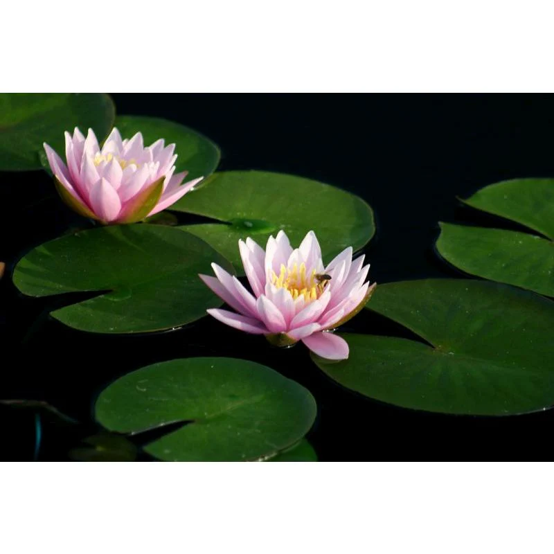 Nymphaea Fabiola Water Lily
