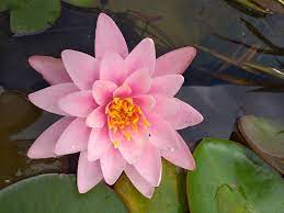 Nymphaea Fabiola Water Lily - Image 2