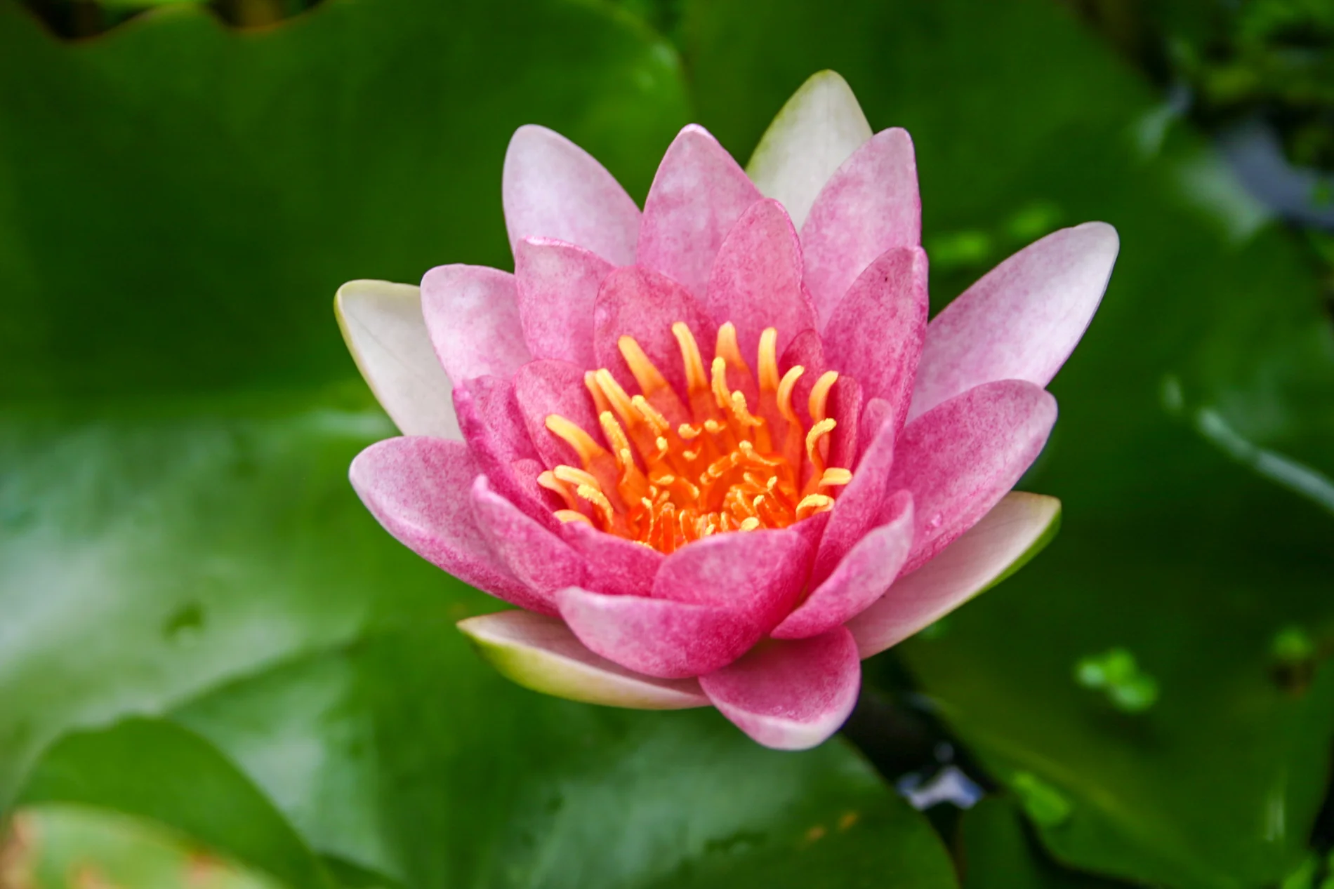 Nymphaea Fabiola Water Lily - Image 3