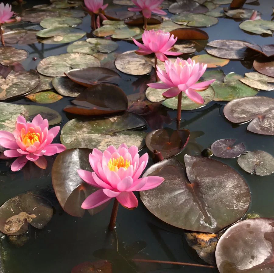 Nymphaea Firecrest Water Lily P11