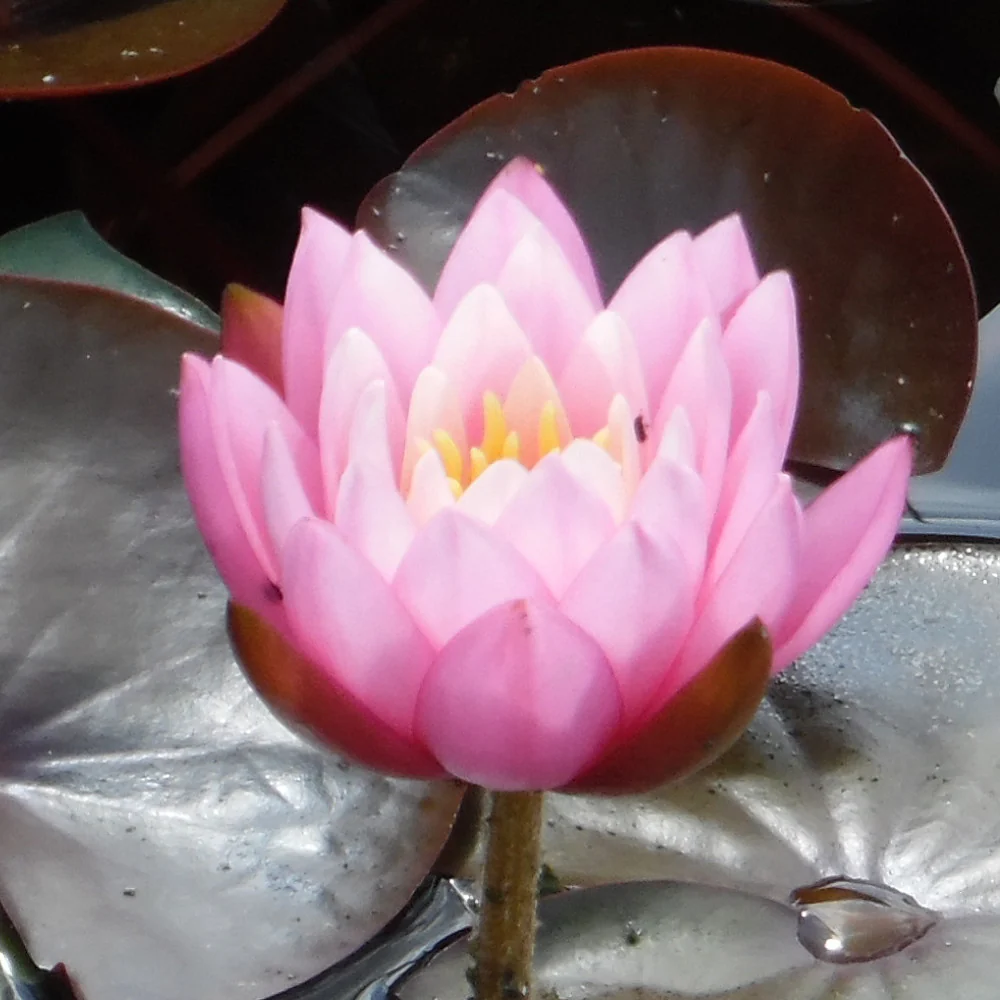 Nymphaea Firecrest Water Lily P11 - Image 2