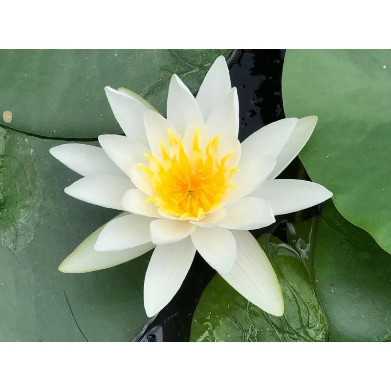 Nymphaea Gladstoniana P11