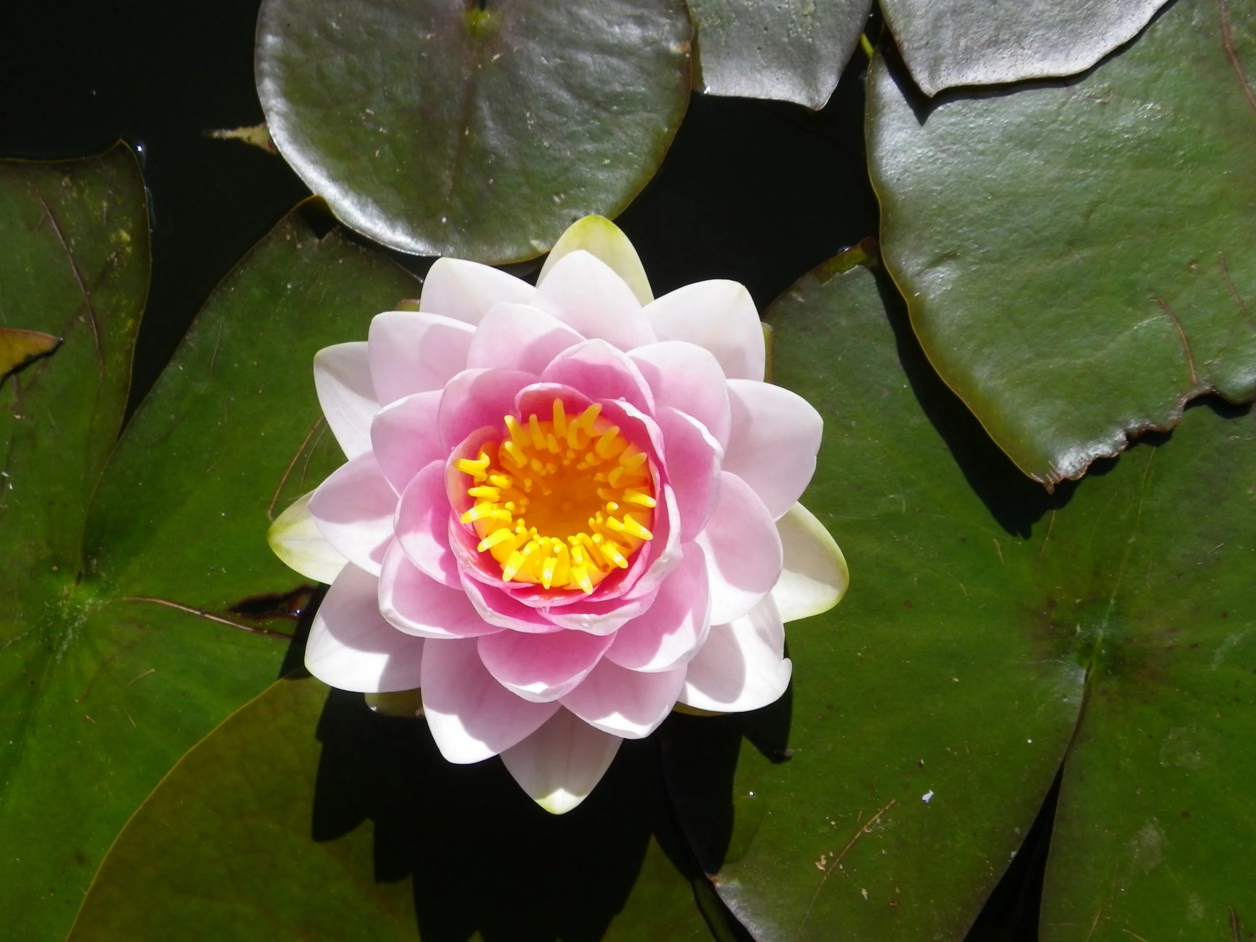 Nymphaea 'Madame Wilfron Gonnere