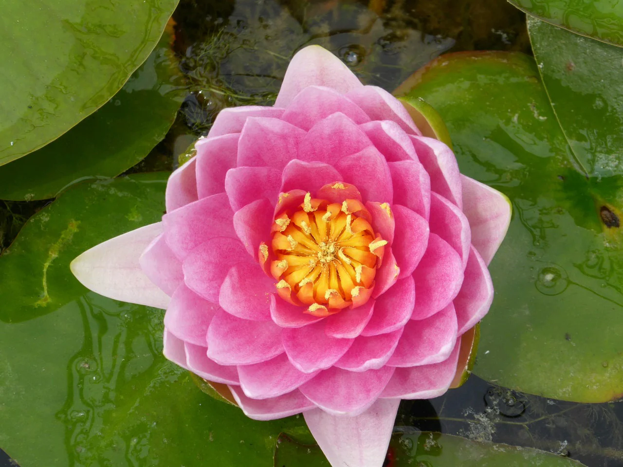 Nymphaea 'Madame Wilfron Gonnere - Image 2