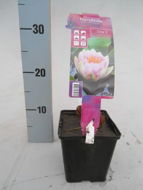 Nymphaea 'Madame Wilfron Gonnere - Image 3