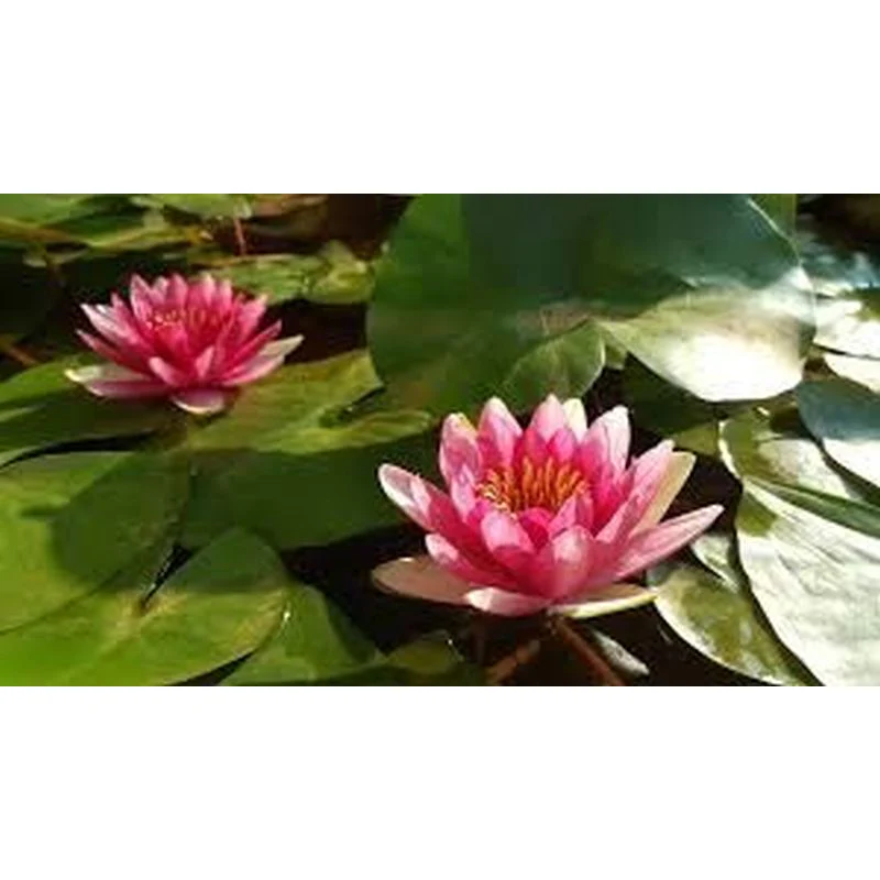 Nymphaea Marliacea Carnea Water Lily  P11