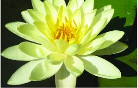 Nymphaea 'Moorei' / P11