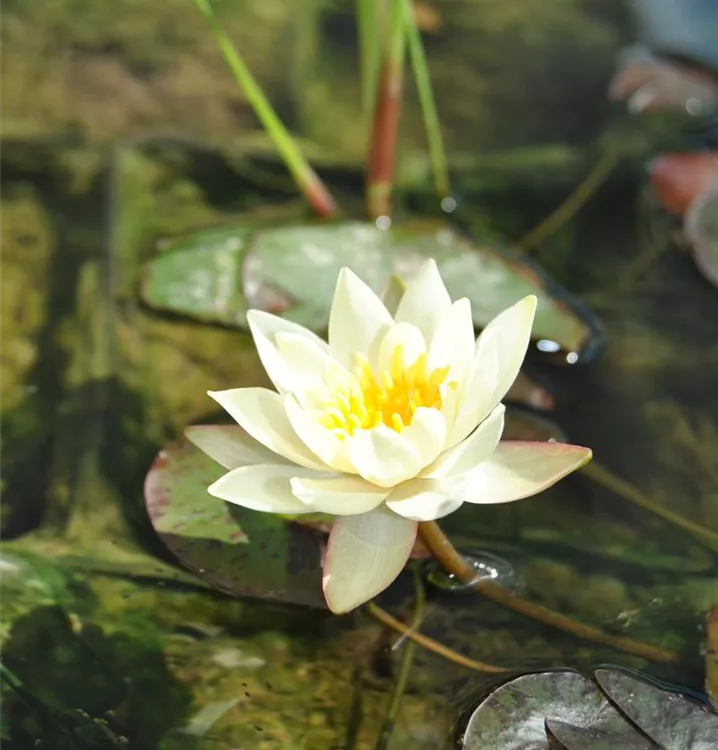 Nymphaea 'Pygmaea Helvola' (P11)