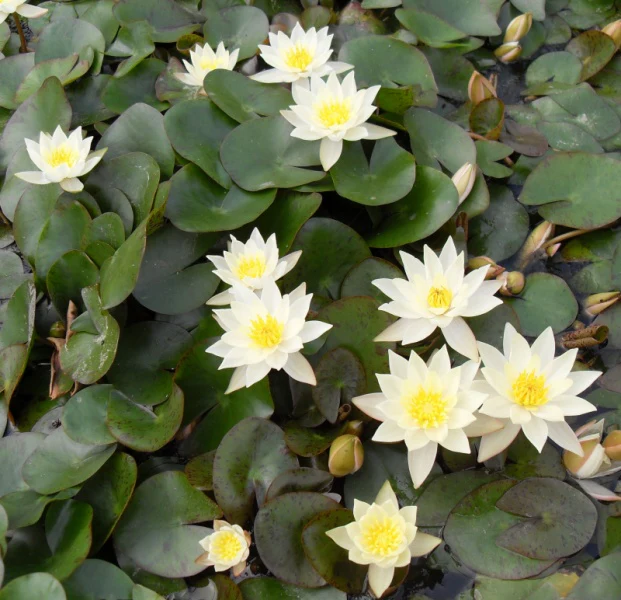 Nymphaea 'Pygmaea Helvola' (P11) - Image 2
