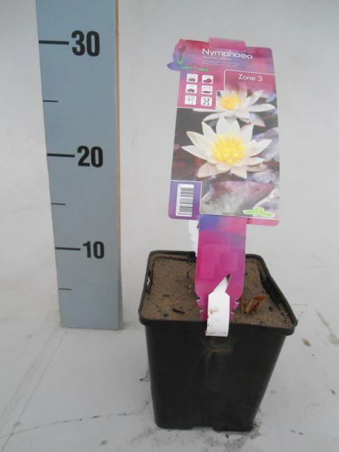 Nymphaea 'Pygmaea Helvola' (P11) - Image 3
