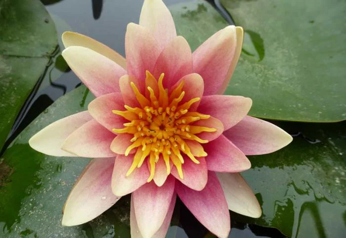 Nymphaea Rene Gerard Water Lily  P11