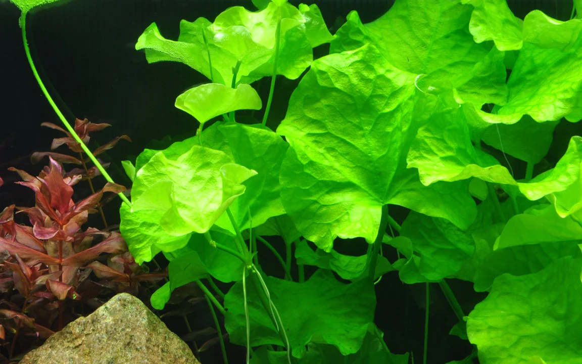 Nymphoides Taiwan 041B - Image 3