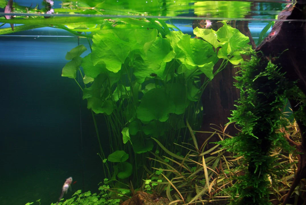 Nymphoides Taiwan 041B - Image 4