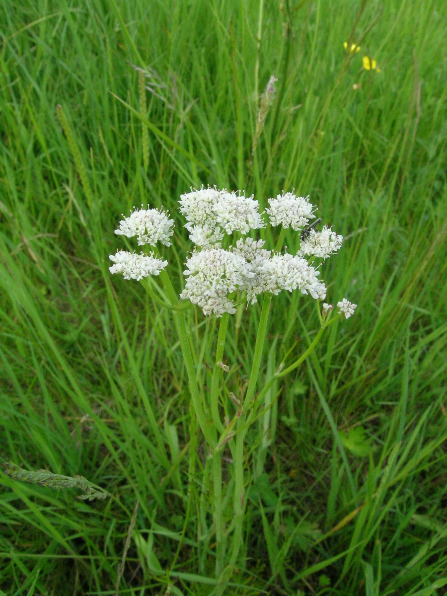 Oenanthe aquatica | water dropwort P9 - Image 2