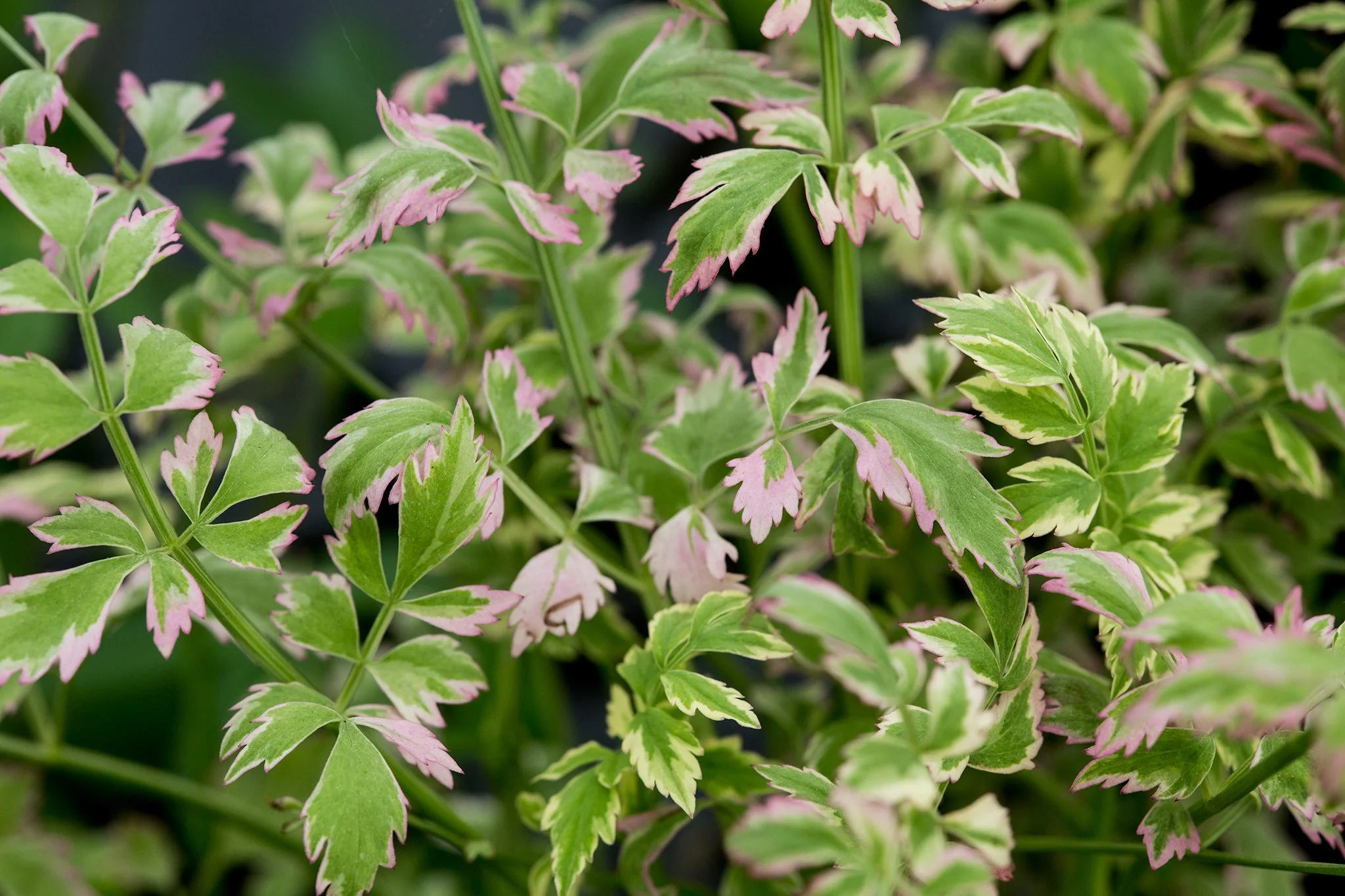 Oenanthe fistulosa 'Flamingo' / P9 - Image 2
