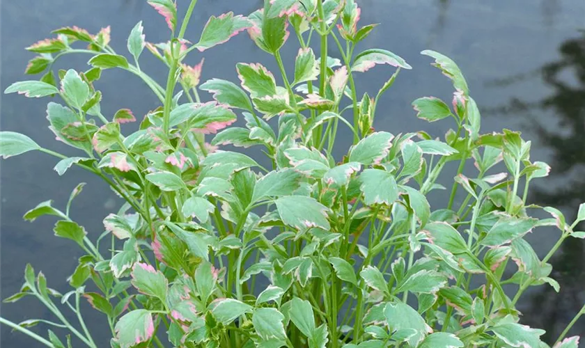 Oenanthe fistulosa 'Flamingo' / P9 - Image 3
